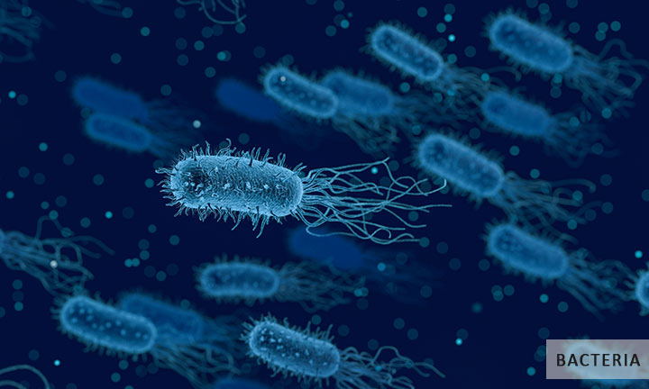 Bacteria